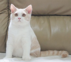 英國短毛貓 英短 British Shorthair